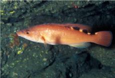 Female Cuckoo Wrasse © Paul Kay